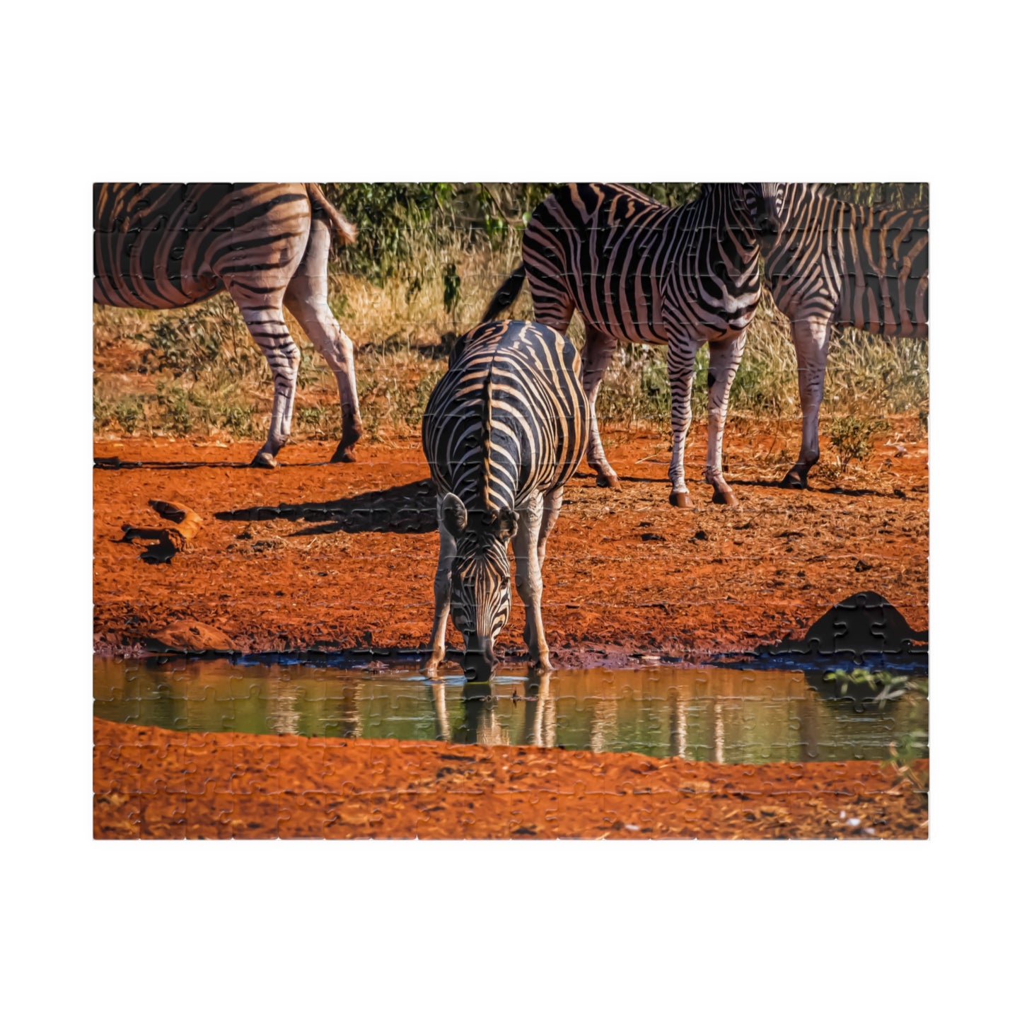 African Zebra Jigsaw Puzzle 252 pcs (Horizontal)