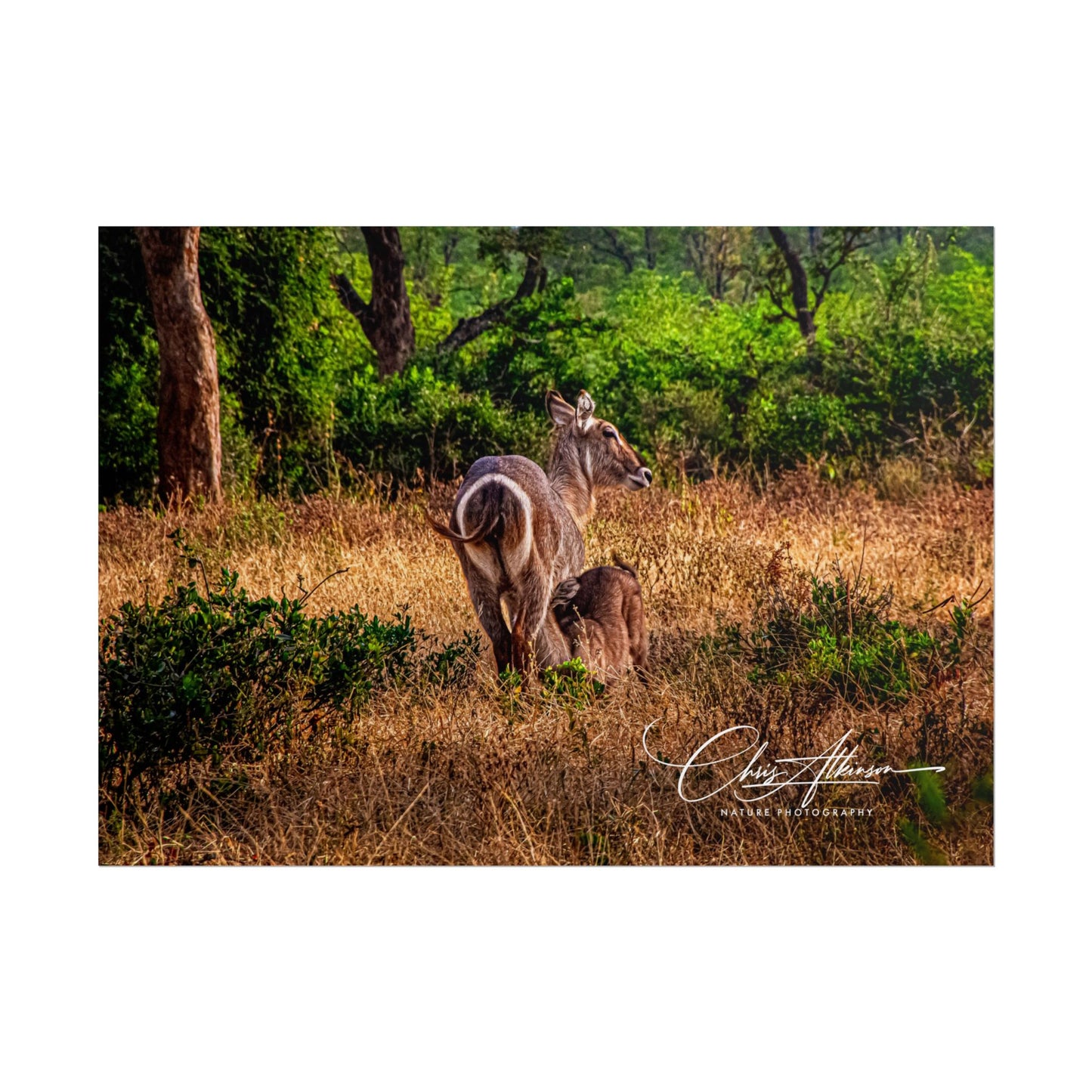 Waterbuck Baby Animal Posters