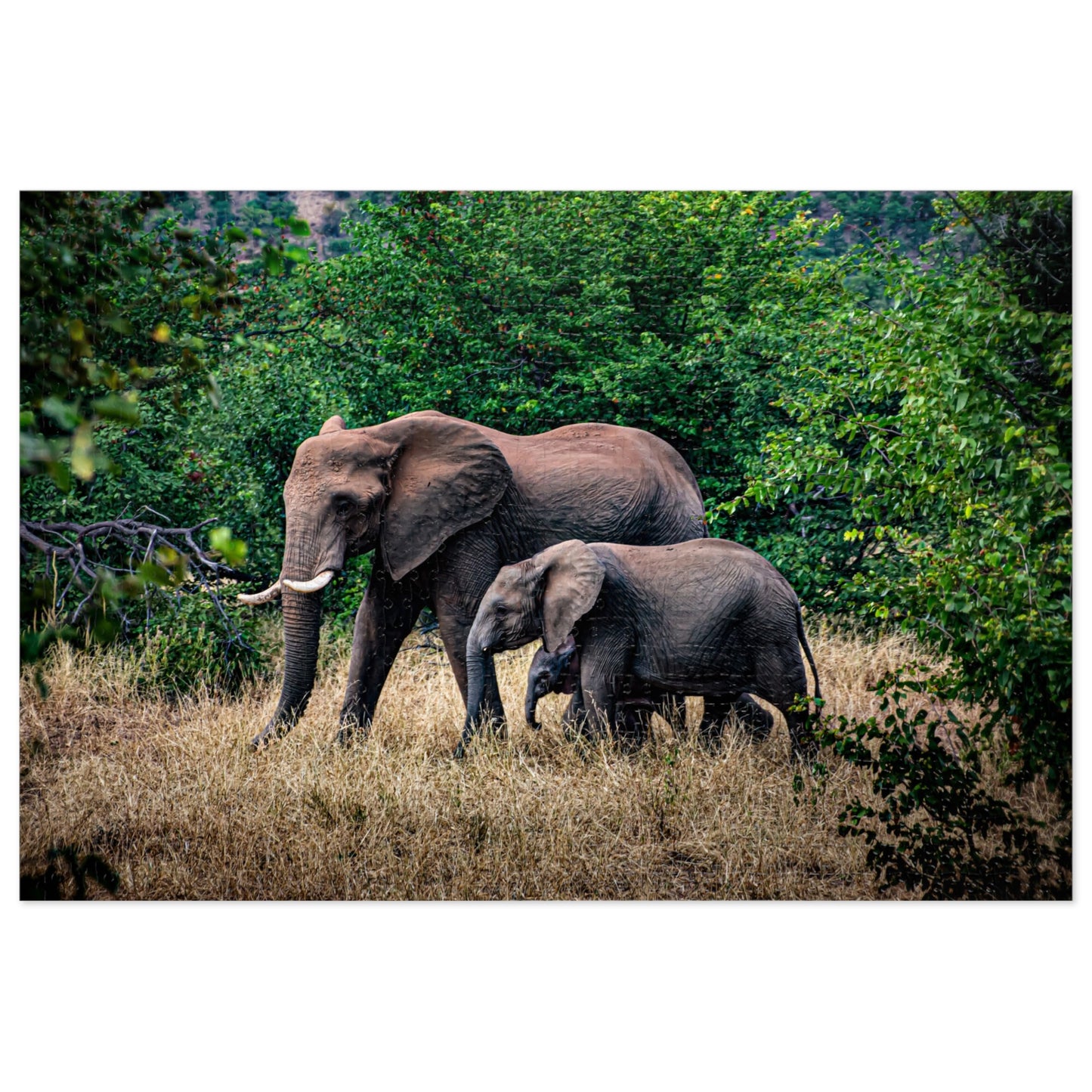 Jigsaw Puzzle (30, 110, 252, 500, 1000, 2000 Piece) - Elephant Family