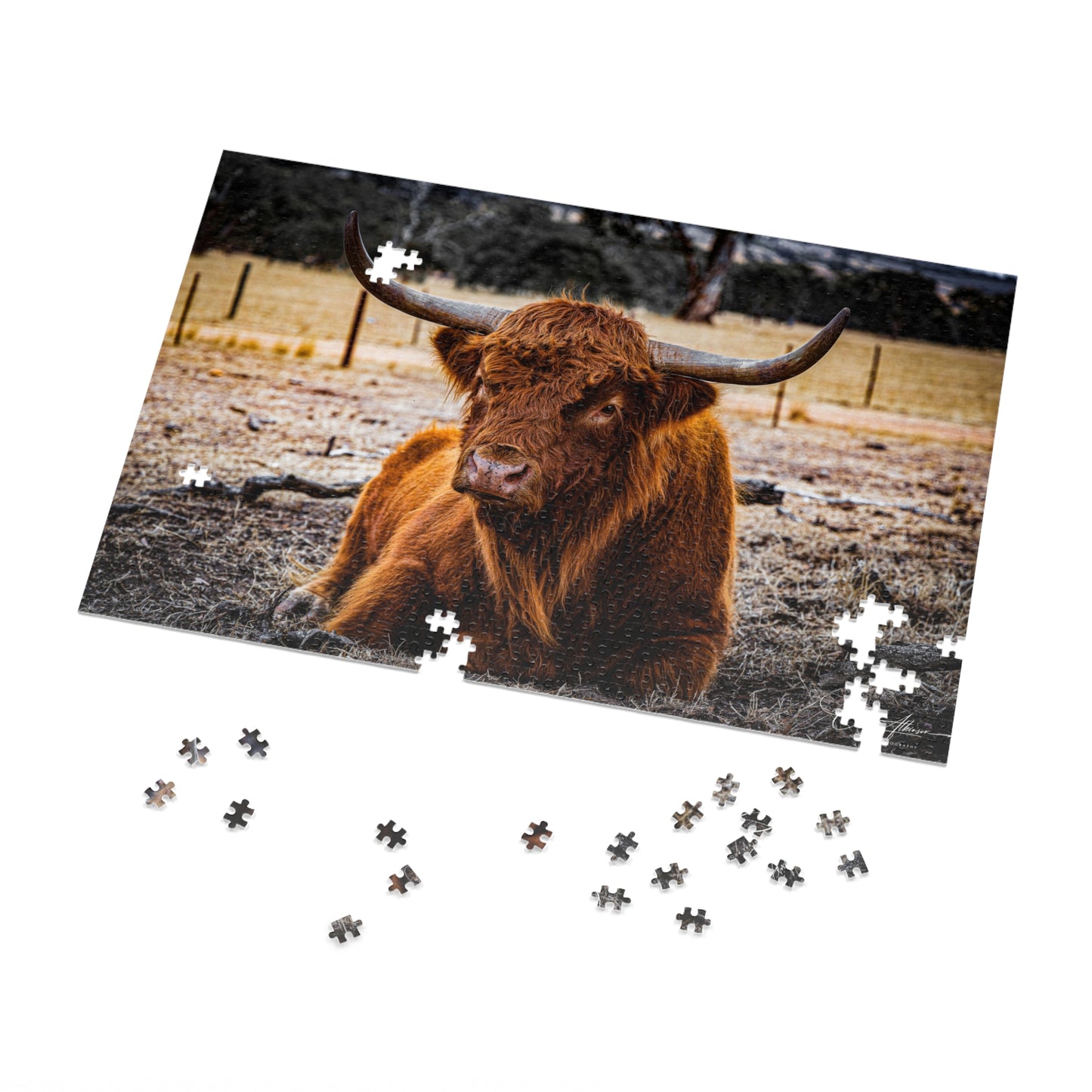 Scottish Highland Cattle Puzzle with Tin