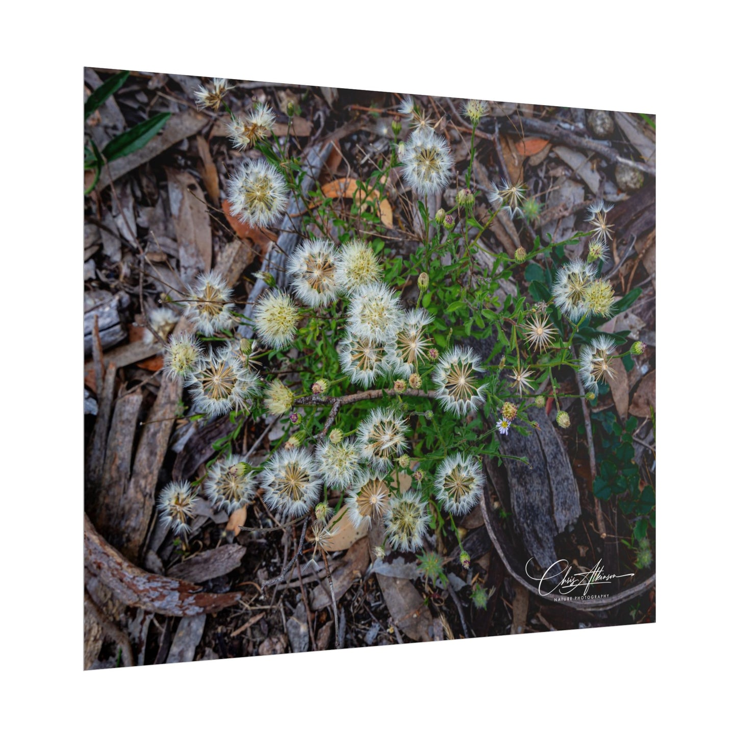 Rolled Posters - Australian Wildflowers