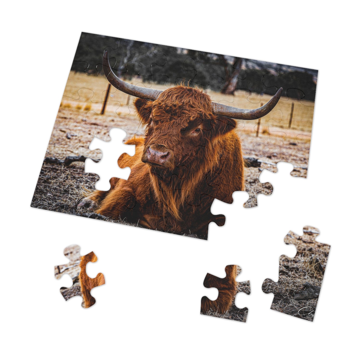 Scottish Highland Cattle Puzzle with Tin