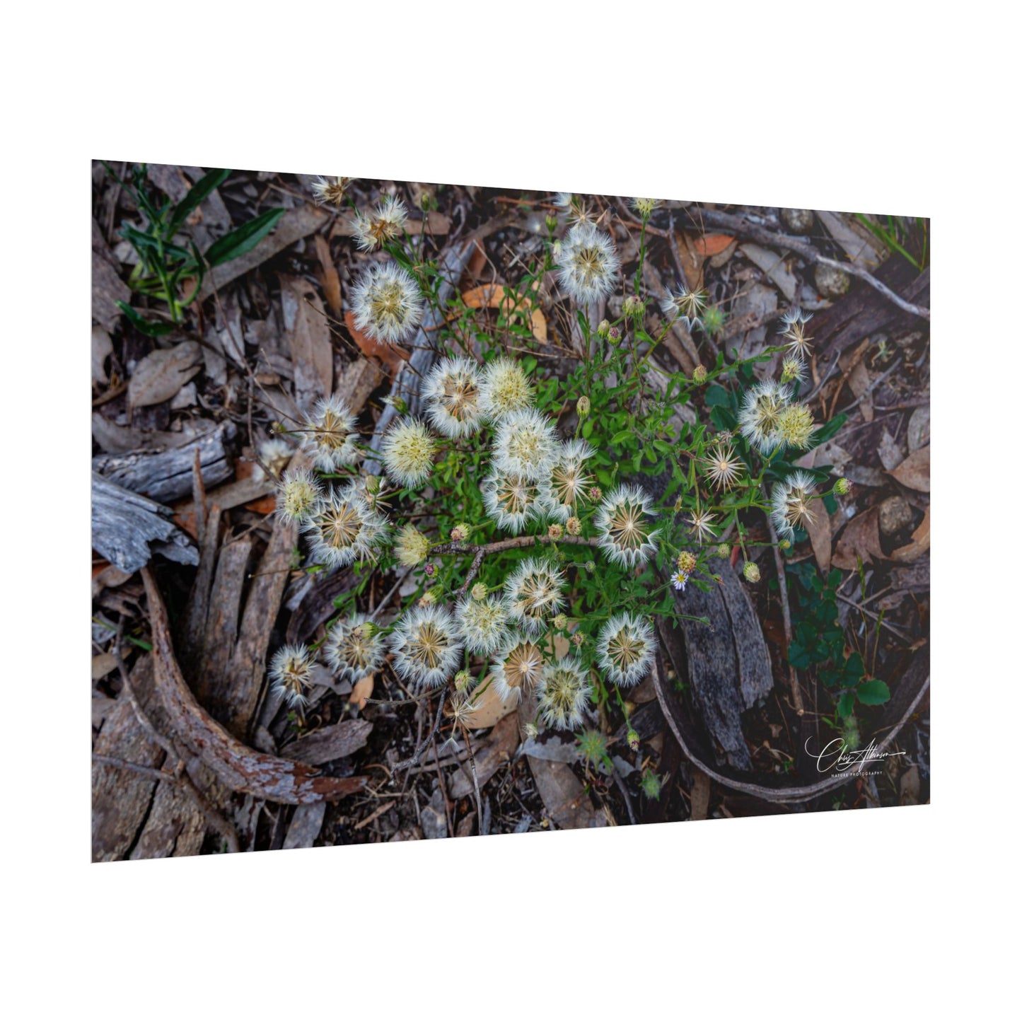 Rolled Posters - Australian Wildflowers