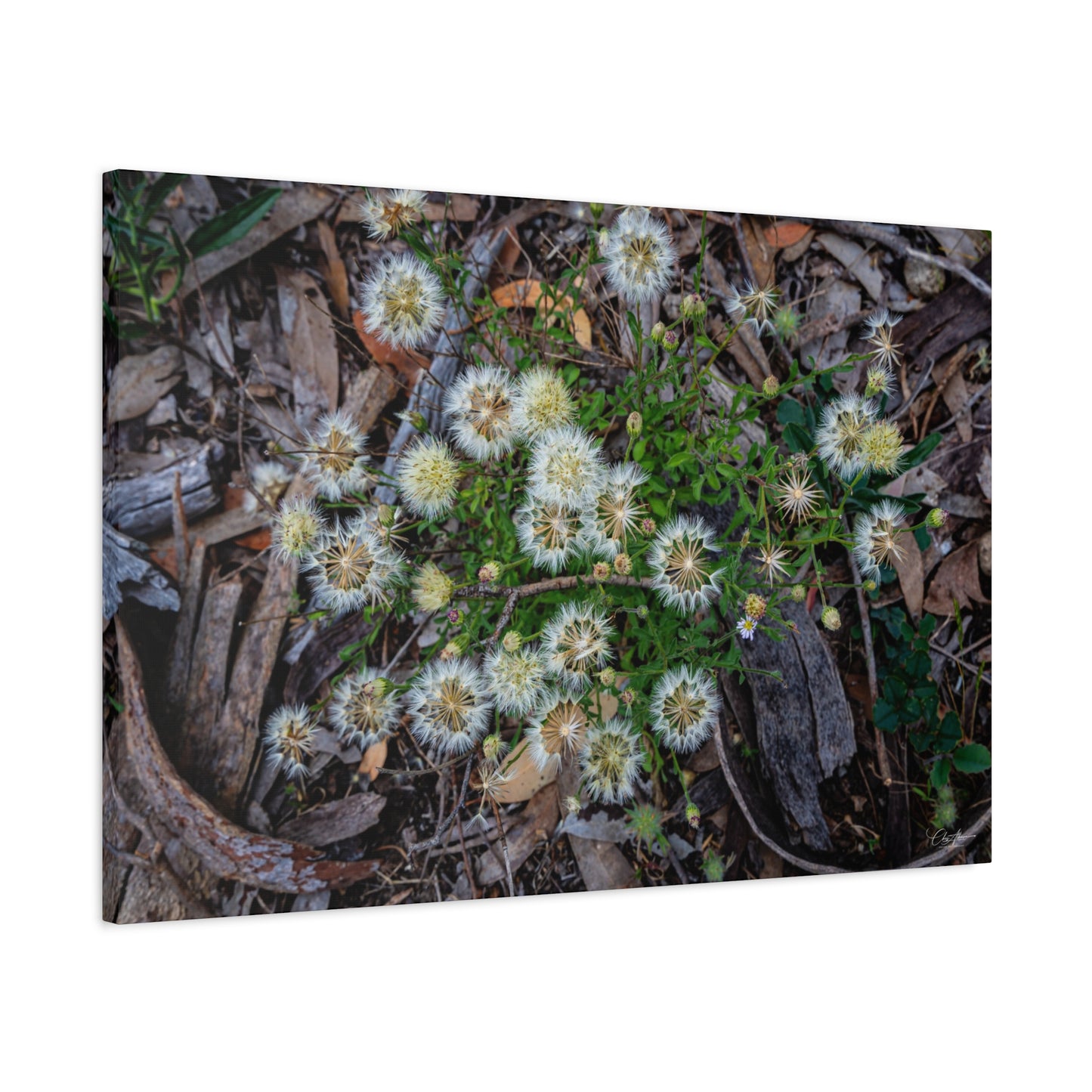 Matte Canvas, Stretched, 1.25" - Australian Wildflowers