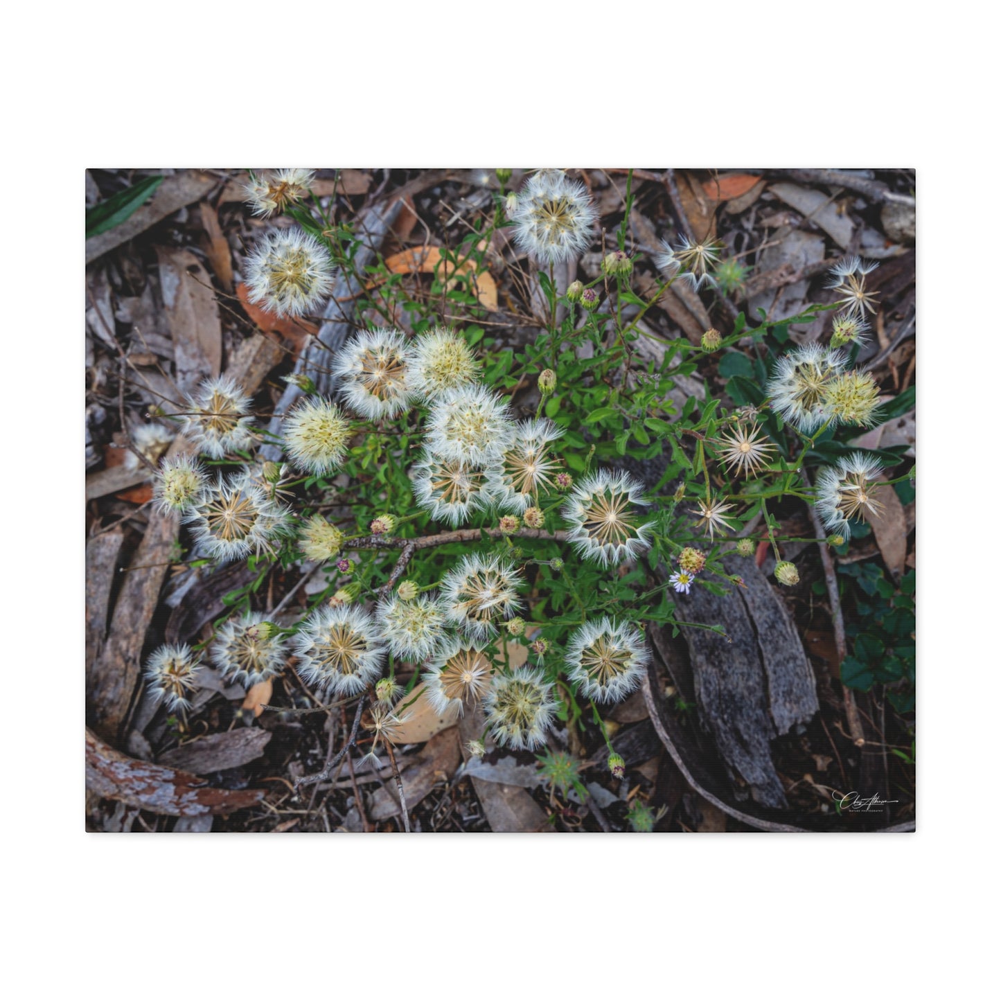 Matte Canvas, Stretched, 1.25" - Australian Wildflowers 30" x 24" (Horizontal) 1.25"