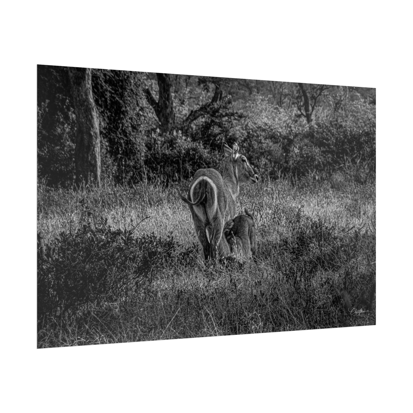 Waterbuck Baby Animal Posters B&W