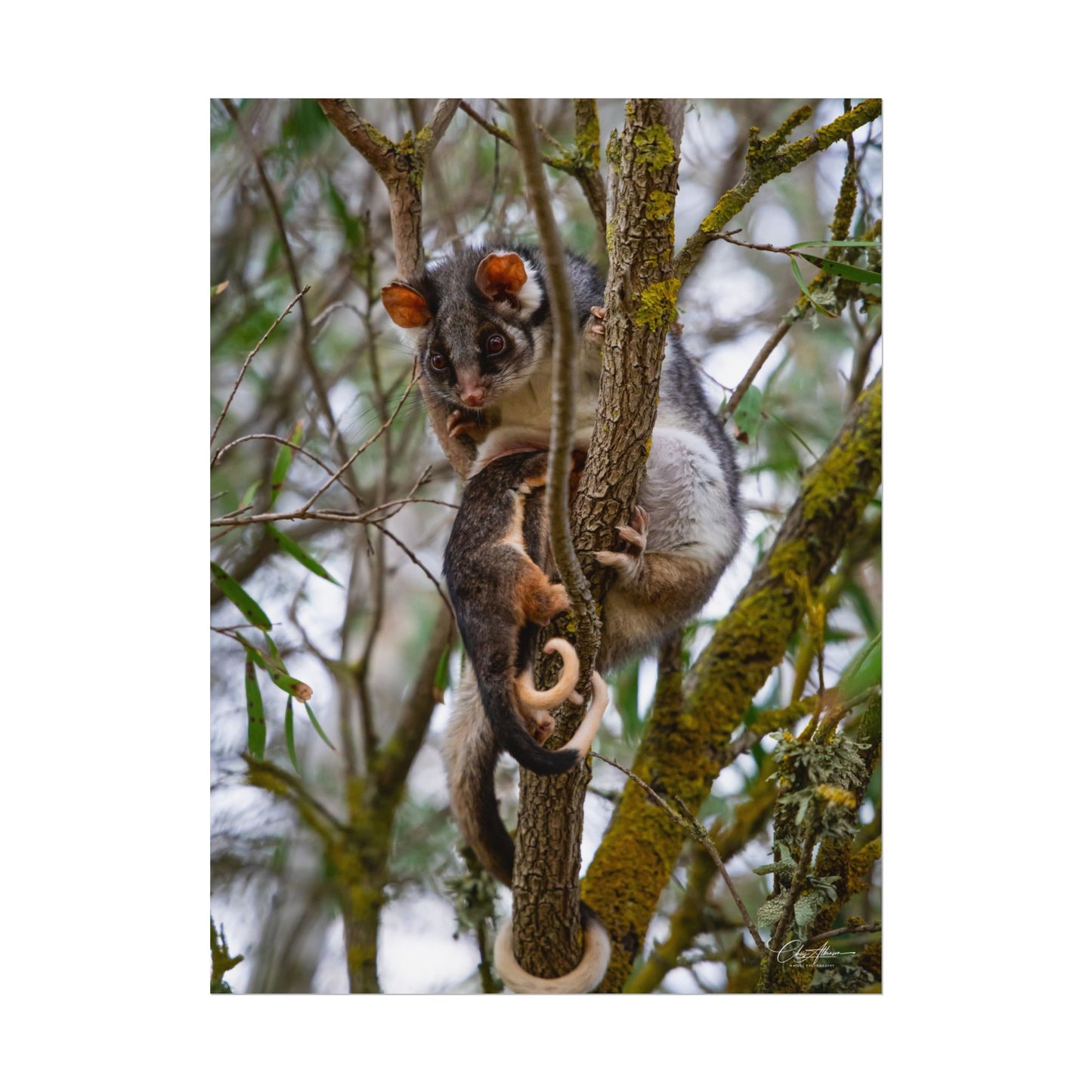 Rolled Posters - Possum and Joey 18″ x 24″ (Vertical) Fine Art