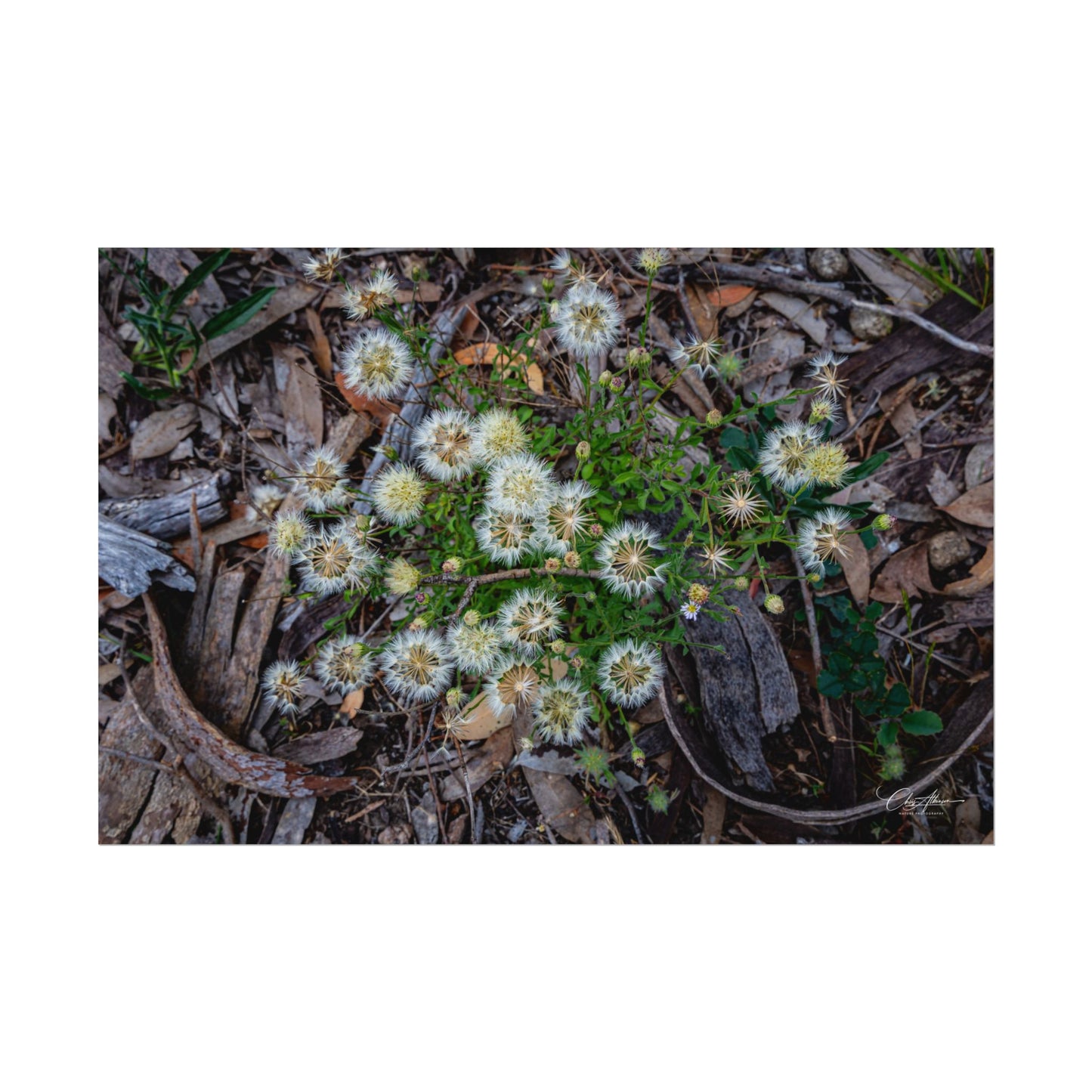 Rolled Posters - Australian Wildflowers