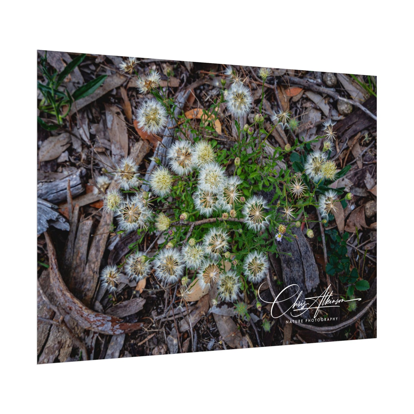 Rolled Posters - Australian Wildflowers