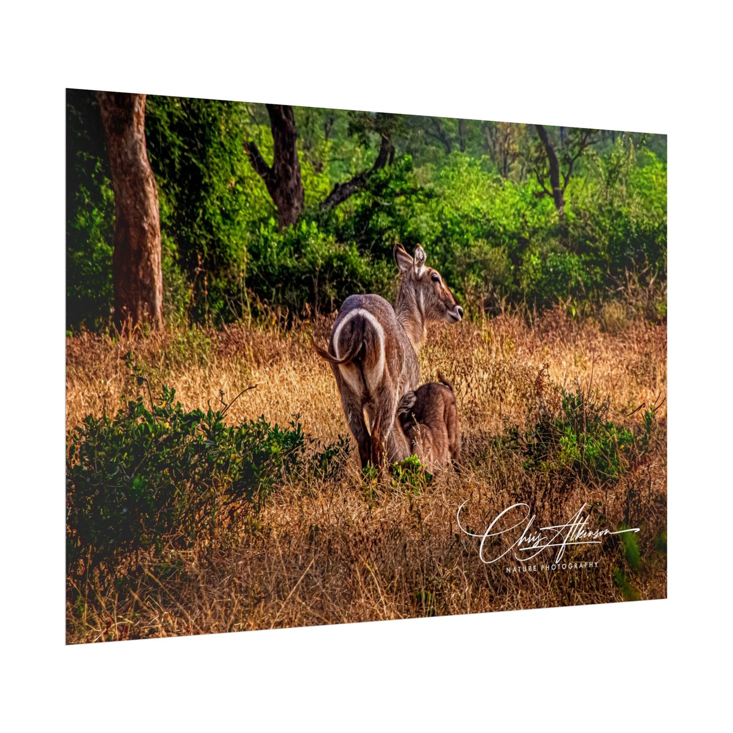 Waterbuck Baby Animal Posters