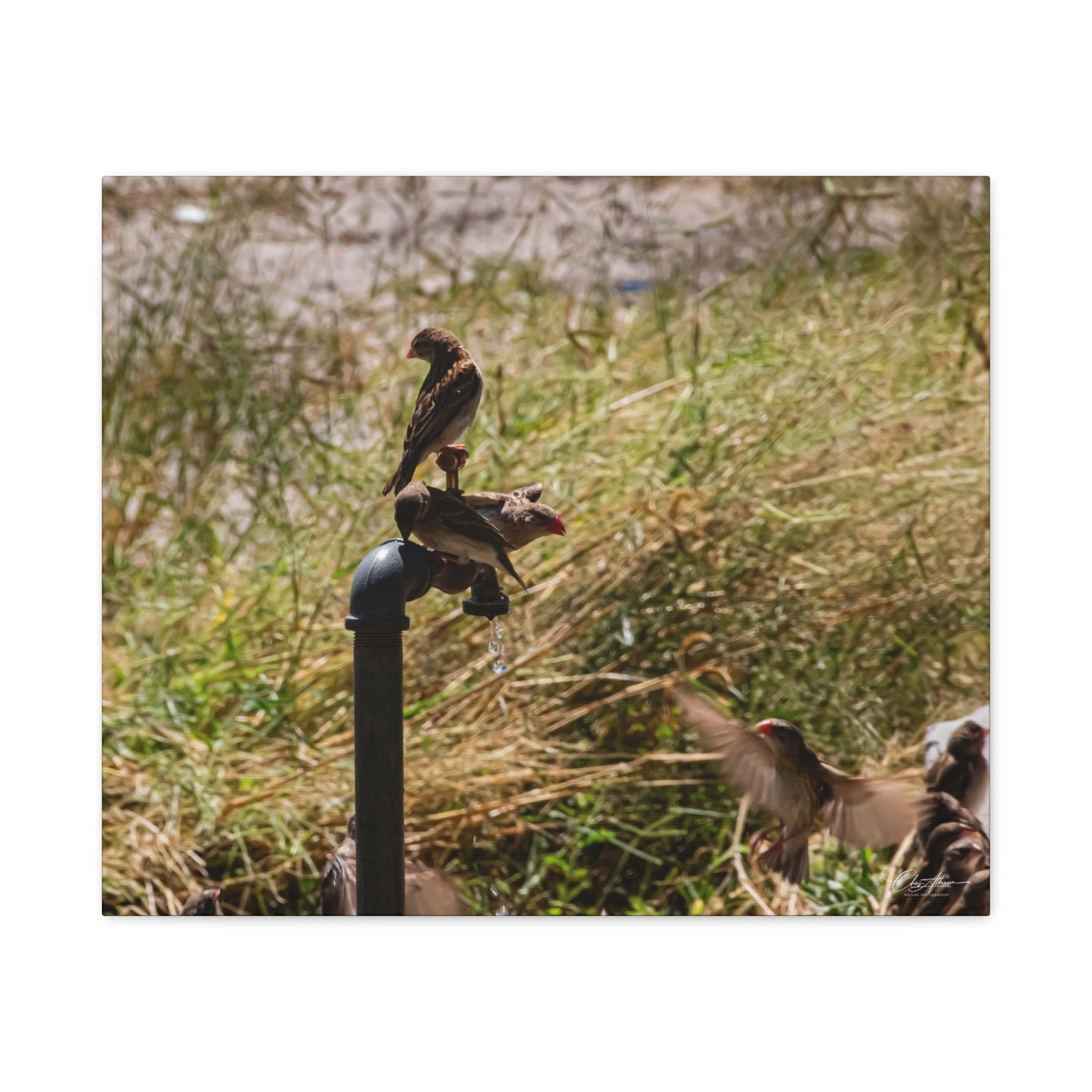 Matte Canvas, Stretched, 1.25" - Birds and Dripping Tap 24" x 20" (Horizontal) 1.25"