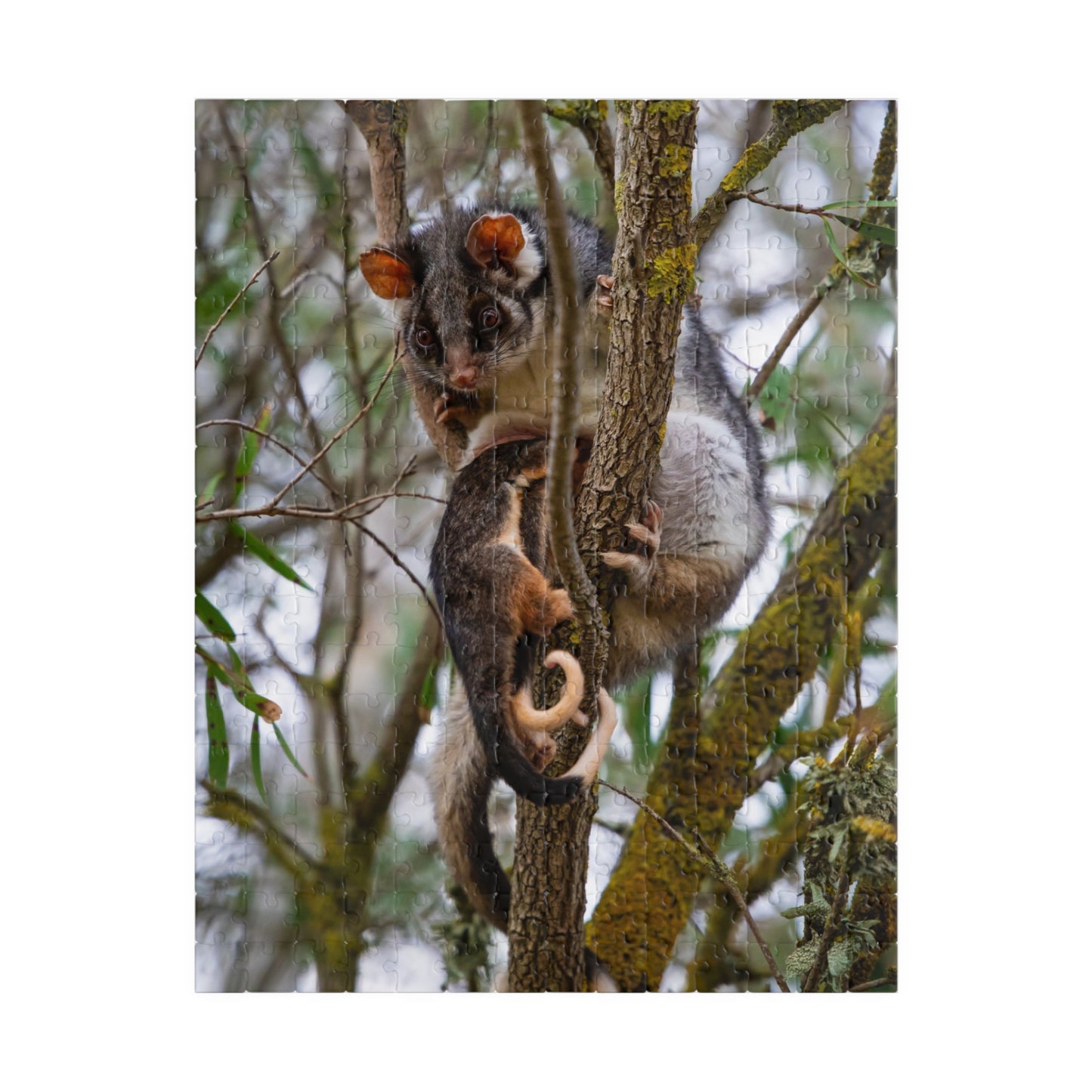 Puzzle (110, 252, 520, 1014-piece) - Possum and Joeys 252 pcs (Vertical)