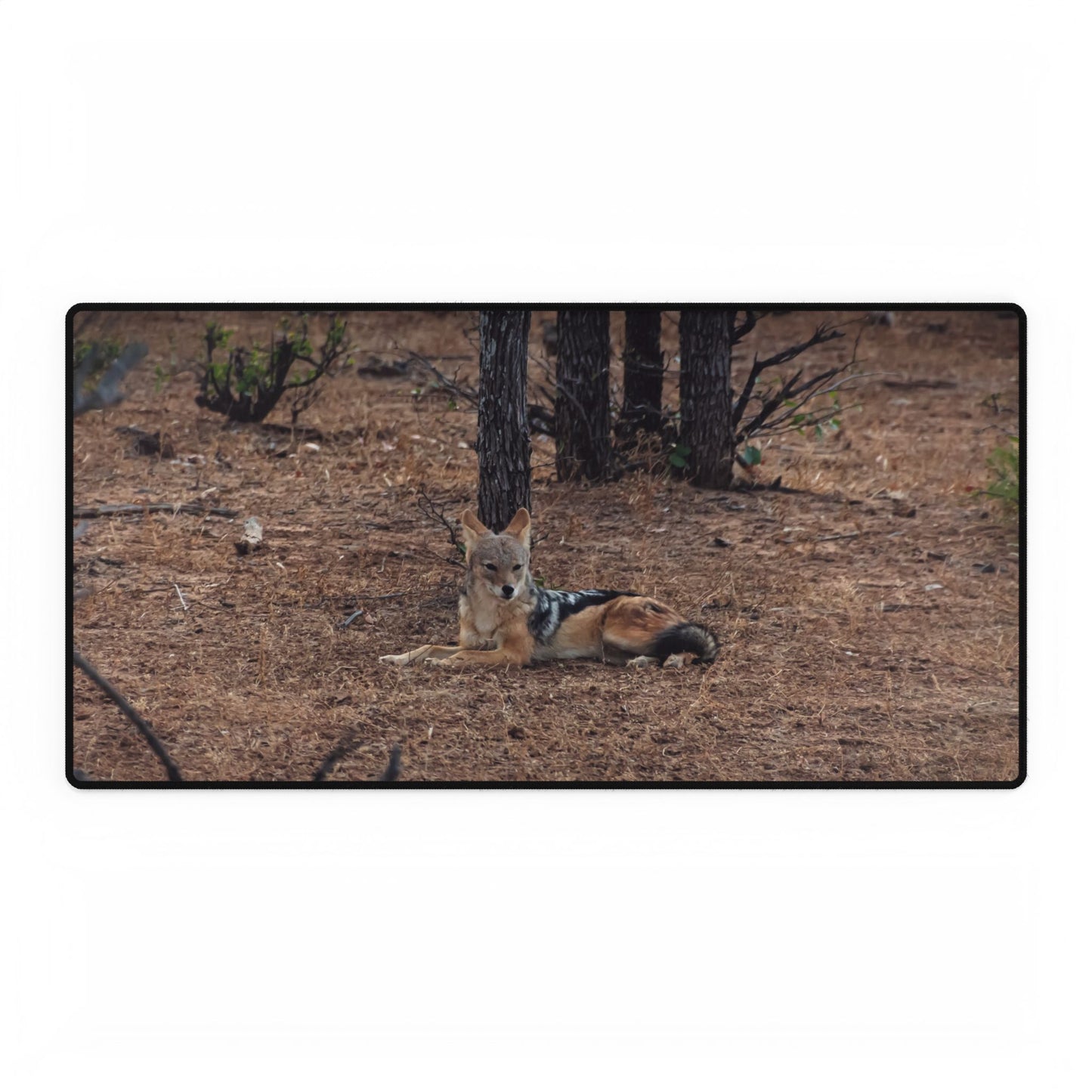 Black-Backed Jackal Desk Mat