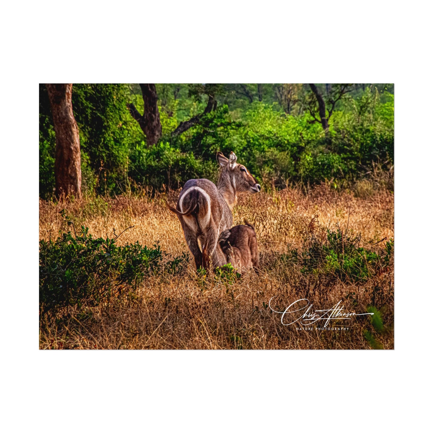 Waterbuck Baby Animal Posters