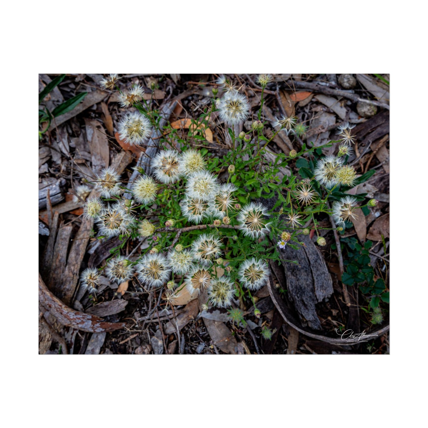 Rolled Posters - Australian Wildflowers
