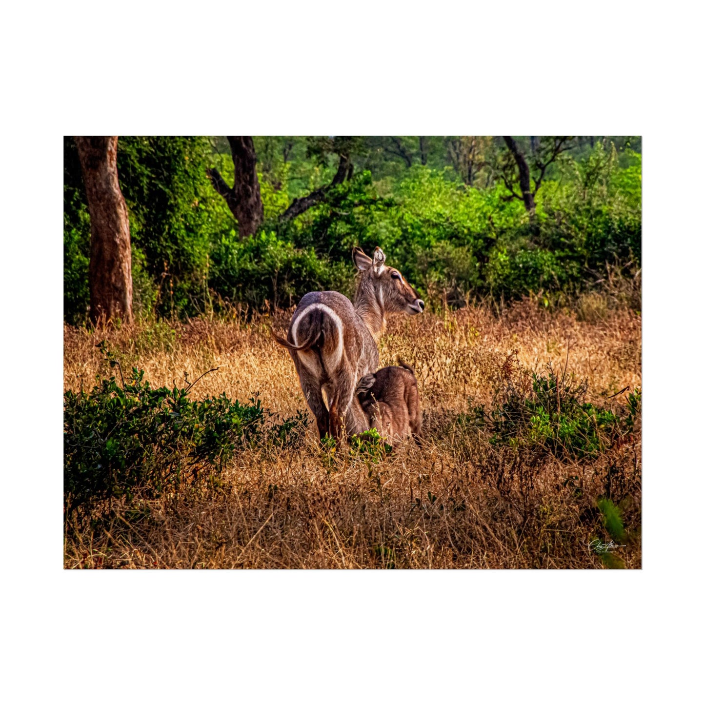 Waterbuck Baby Animal Posters