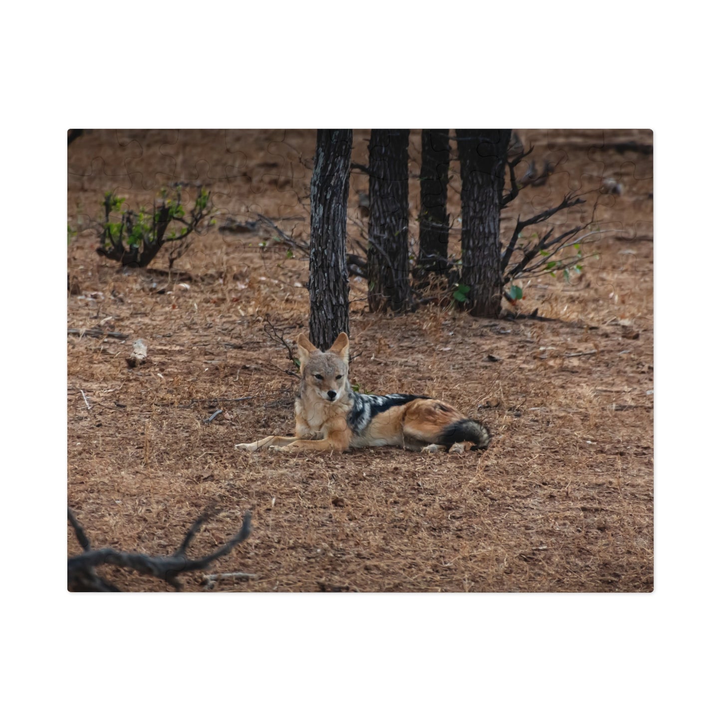 Jackal Photo Jigsaw Puzzle with Tin 10" × 8" (110 pcs)