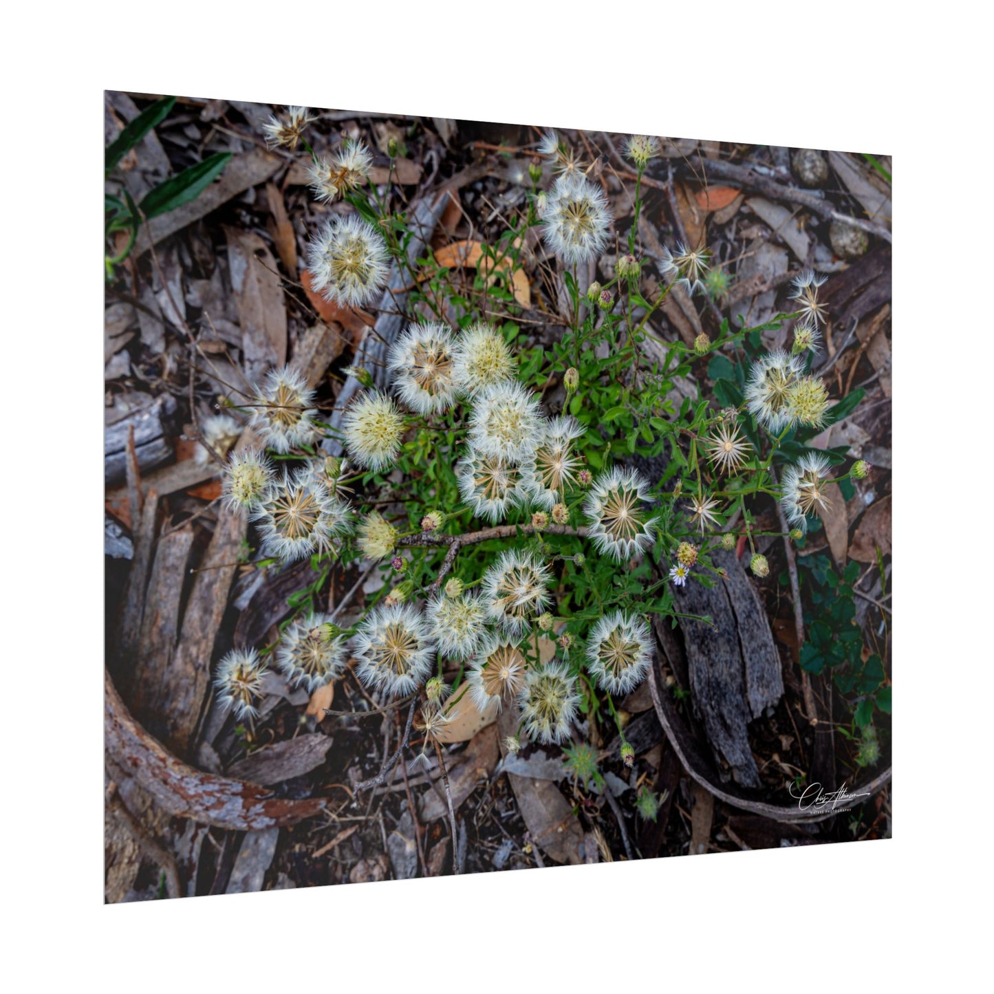 Rolled Posters - Australian Wildflowers