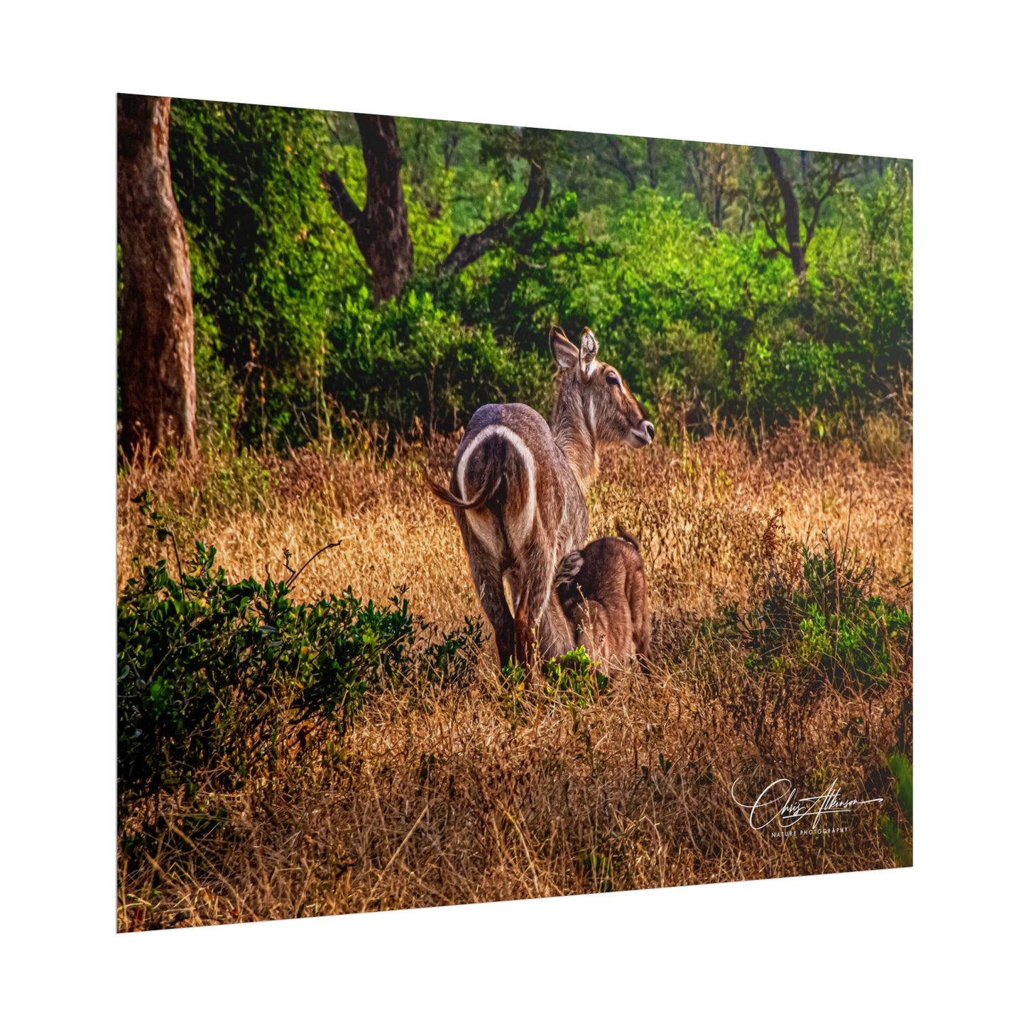 Waterbuck Baby Animal Posters