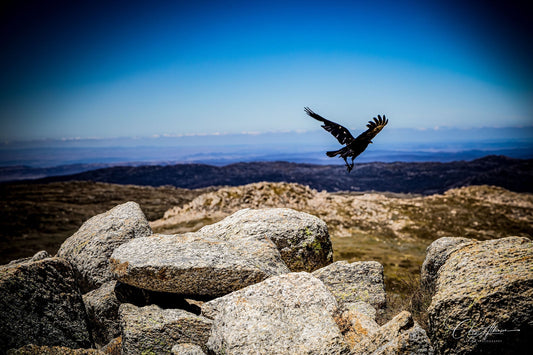 Adventures in Thredbo: A January to Remember