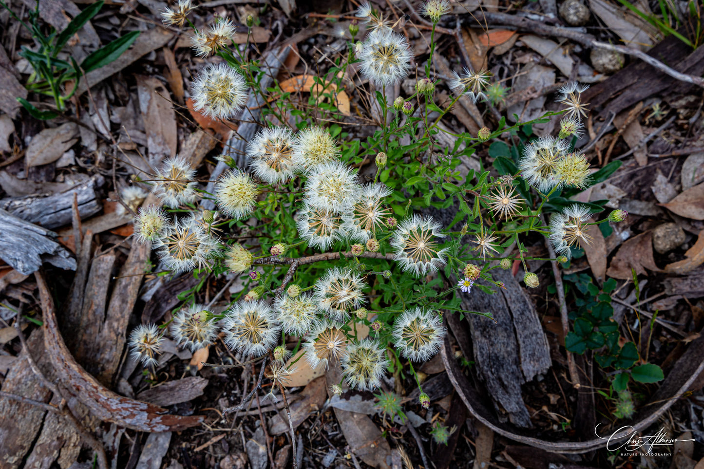 Download - Australian Wildflower Collection