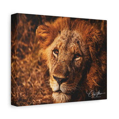 Old Lion Canvas Print