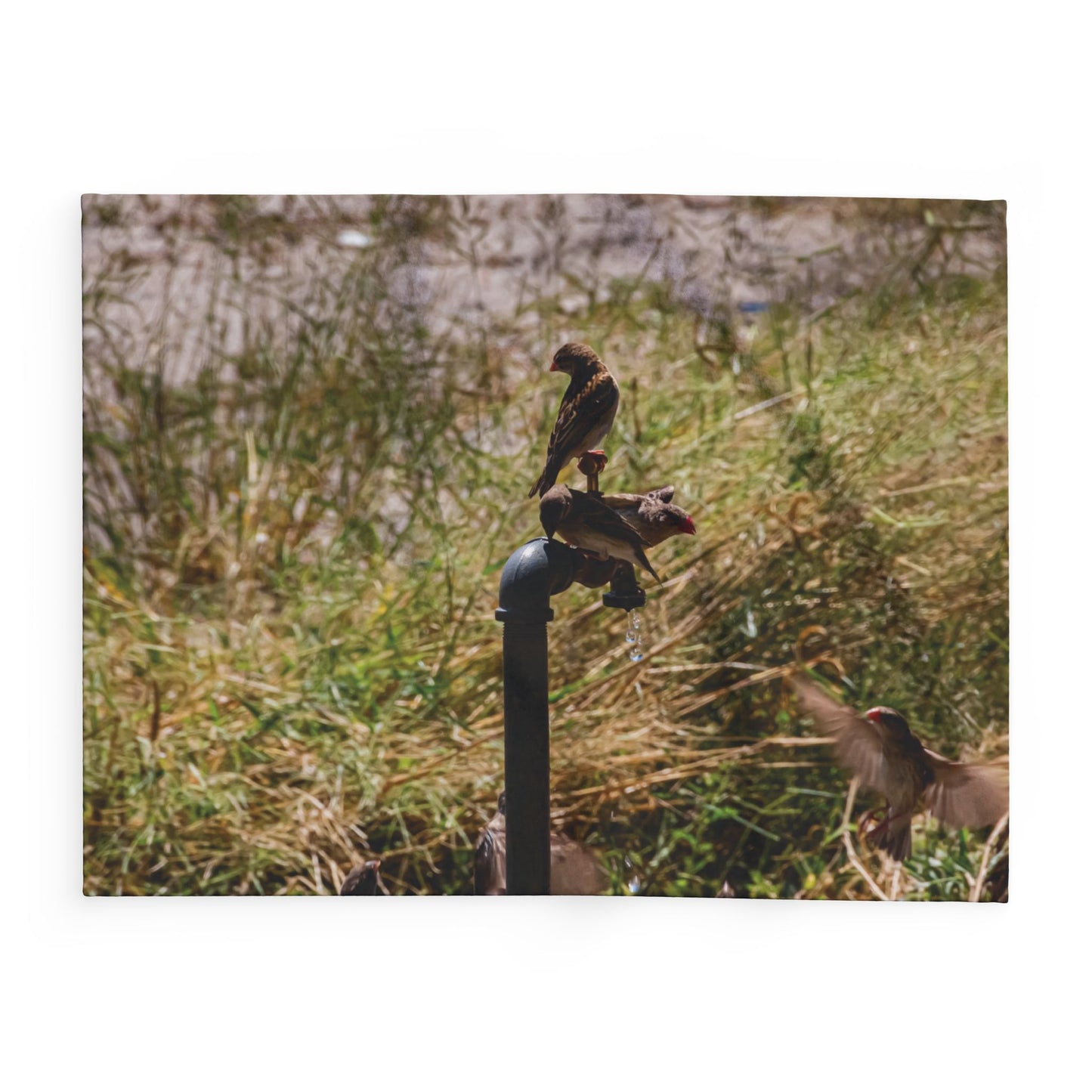 Arctic Fleece Blanket - Birds at a Dripping Tap