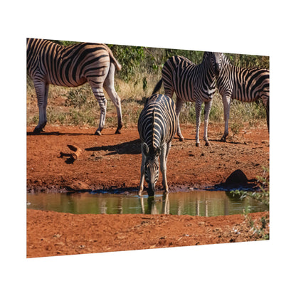 Rolled Posters - Zebra at Waterhole