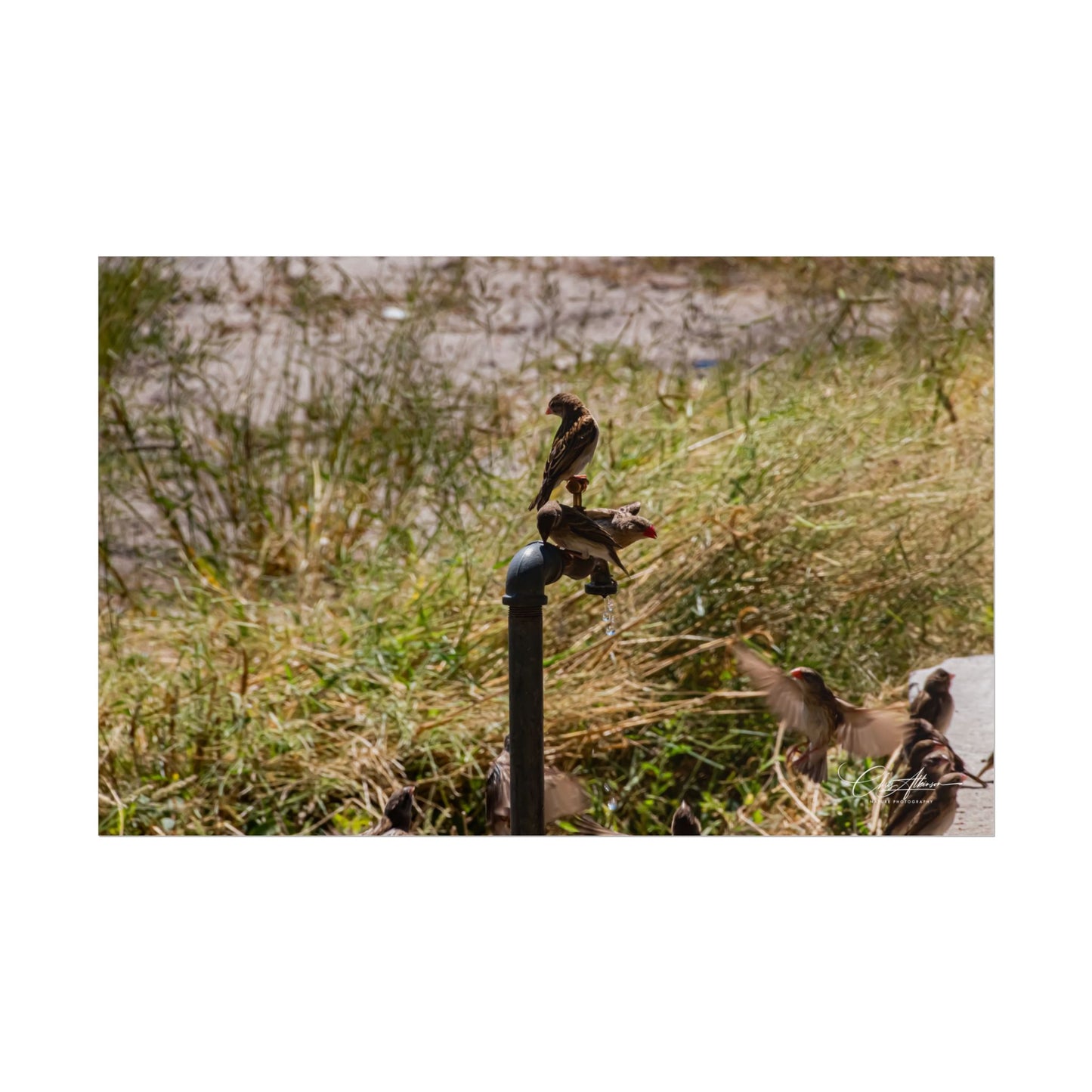 Rolled Posters - Birds and Dripping Tap