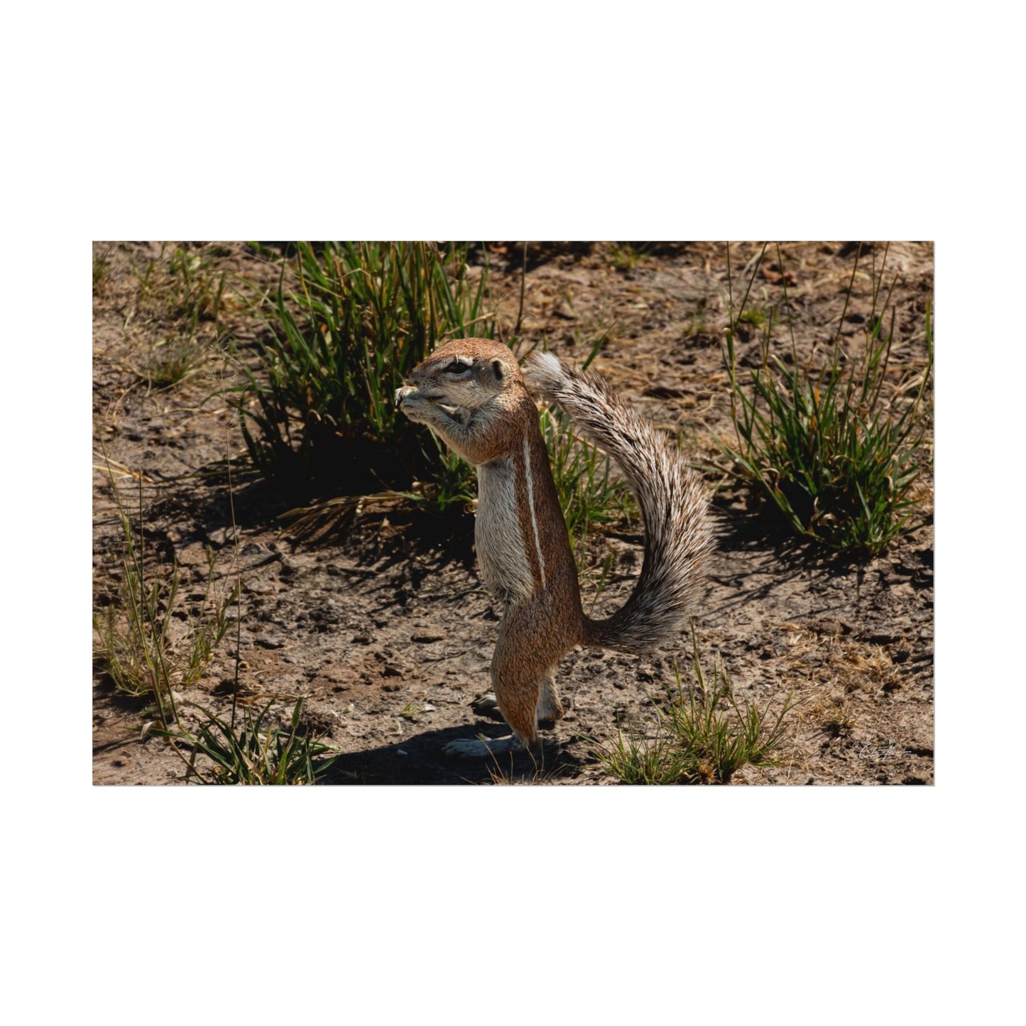 Rolled Posters - Ground Squirrel