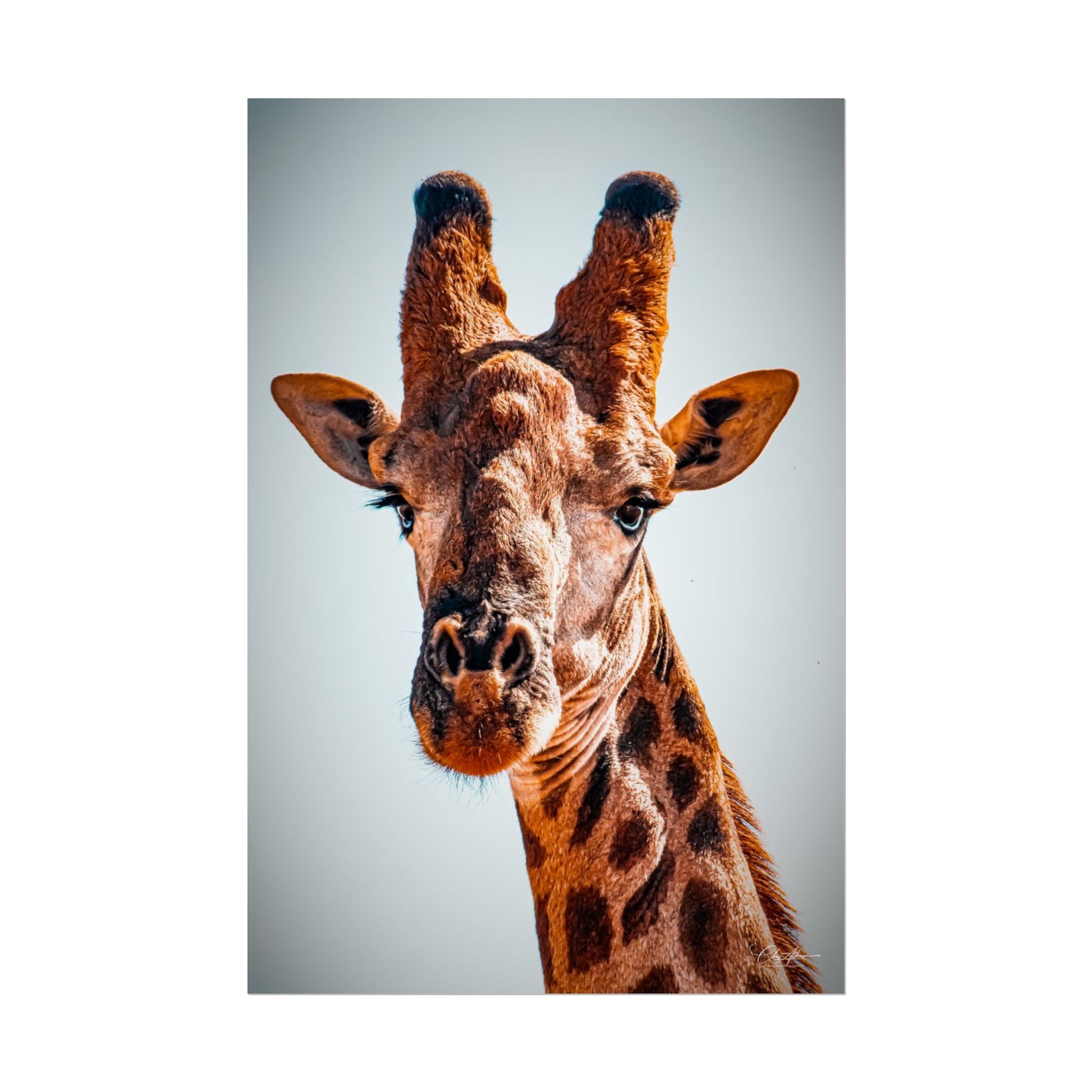 Portrait of Giraffe Poster 20″ x 30″ (Vertical) Semi Glossy