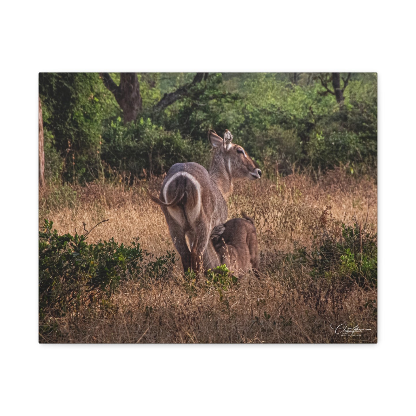 Matte Canvas, Stretched, 1.25" - Waterbuck and Baby