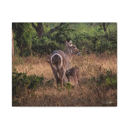 Matte Canvas, Stretched, 1.25" - Waterbuck and Baby