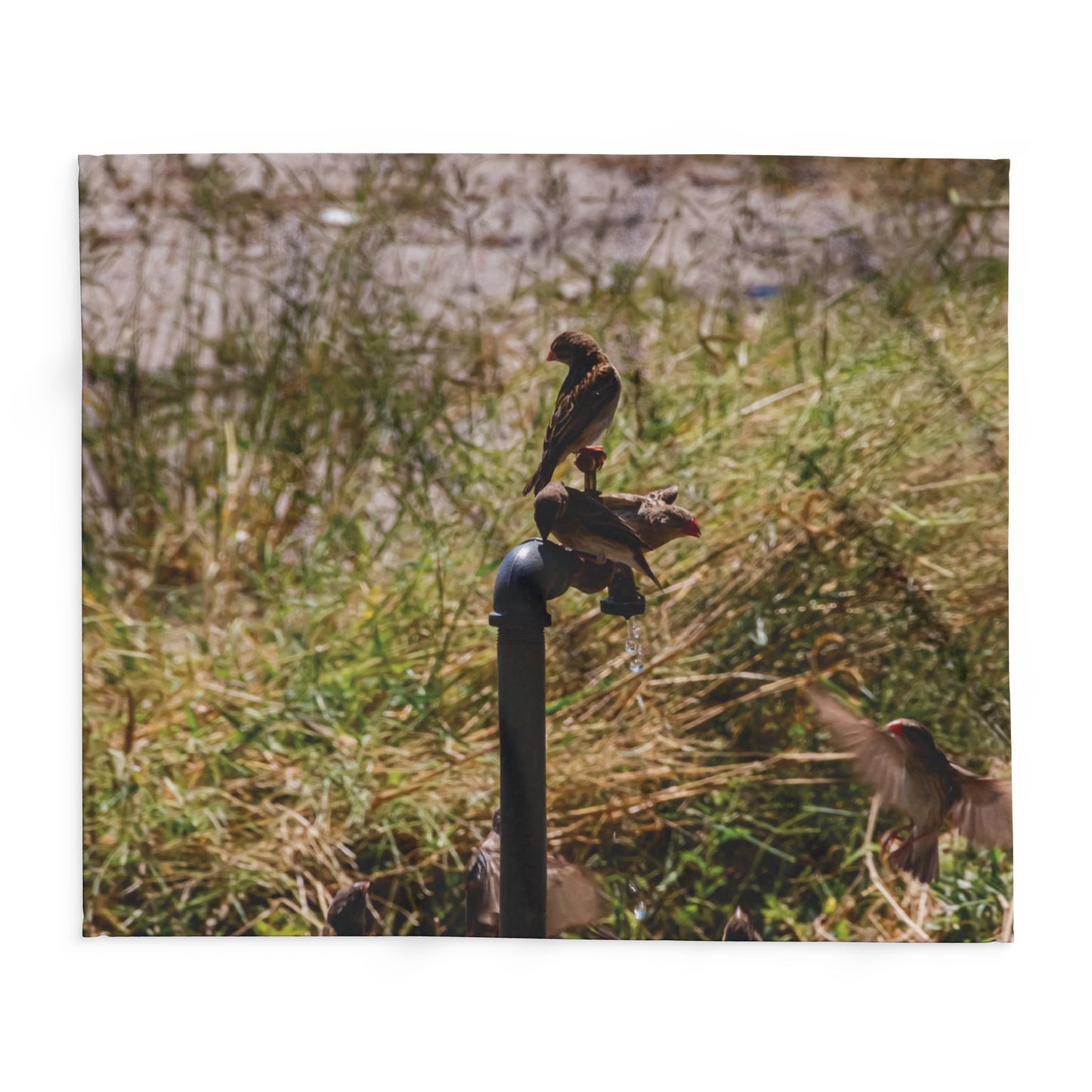 Arctic Fleece Blanket - Birds at a Dripping Tap