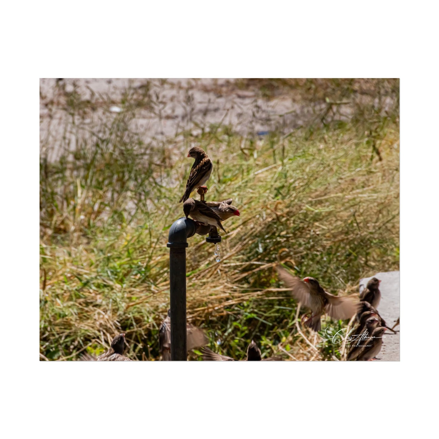 Rolled Posters - Birds and Dripping Tap