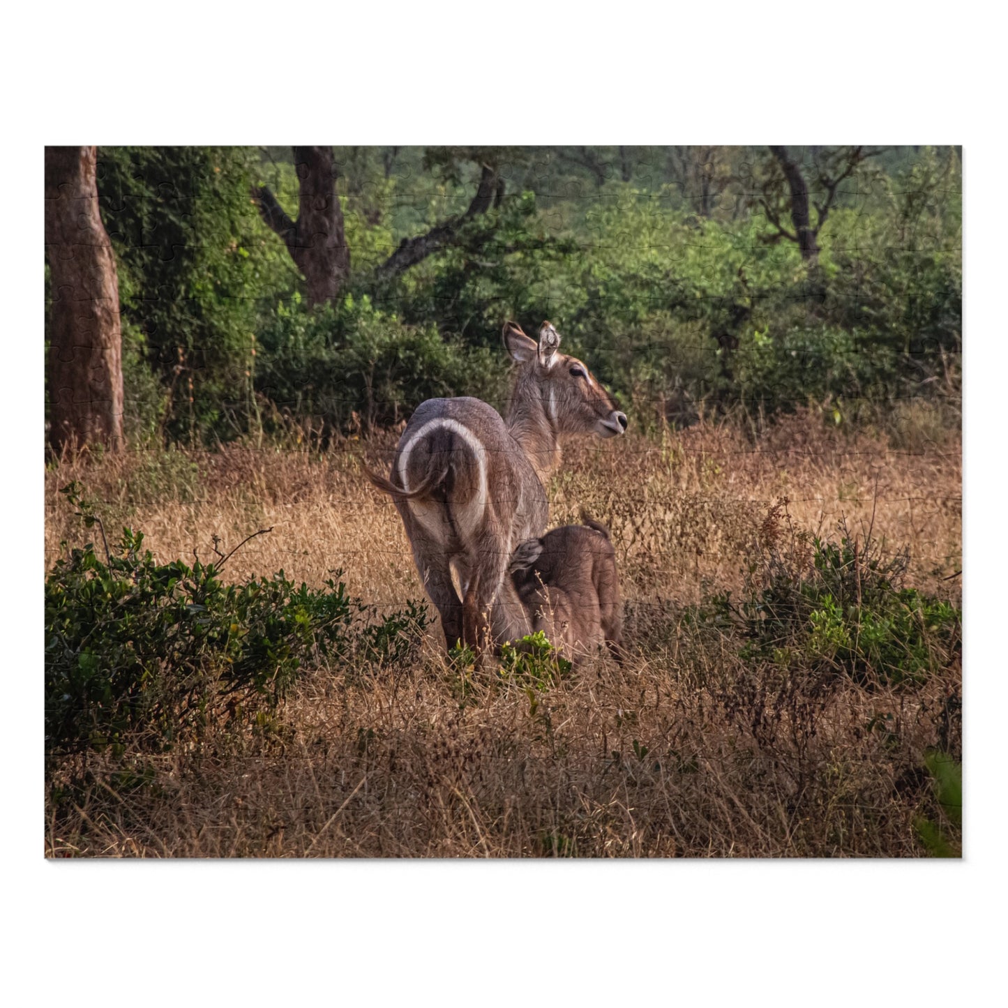 Jigsaw Puzzle (30, 110, 252, 500, 1000 Piece) - Waterbuck and Baby