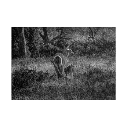 Waterbuck Baby Animal Posters B&W