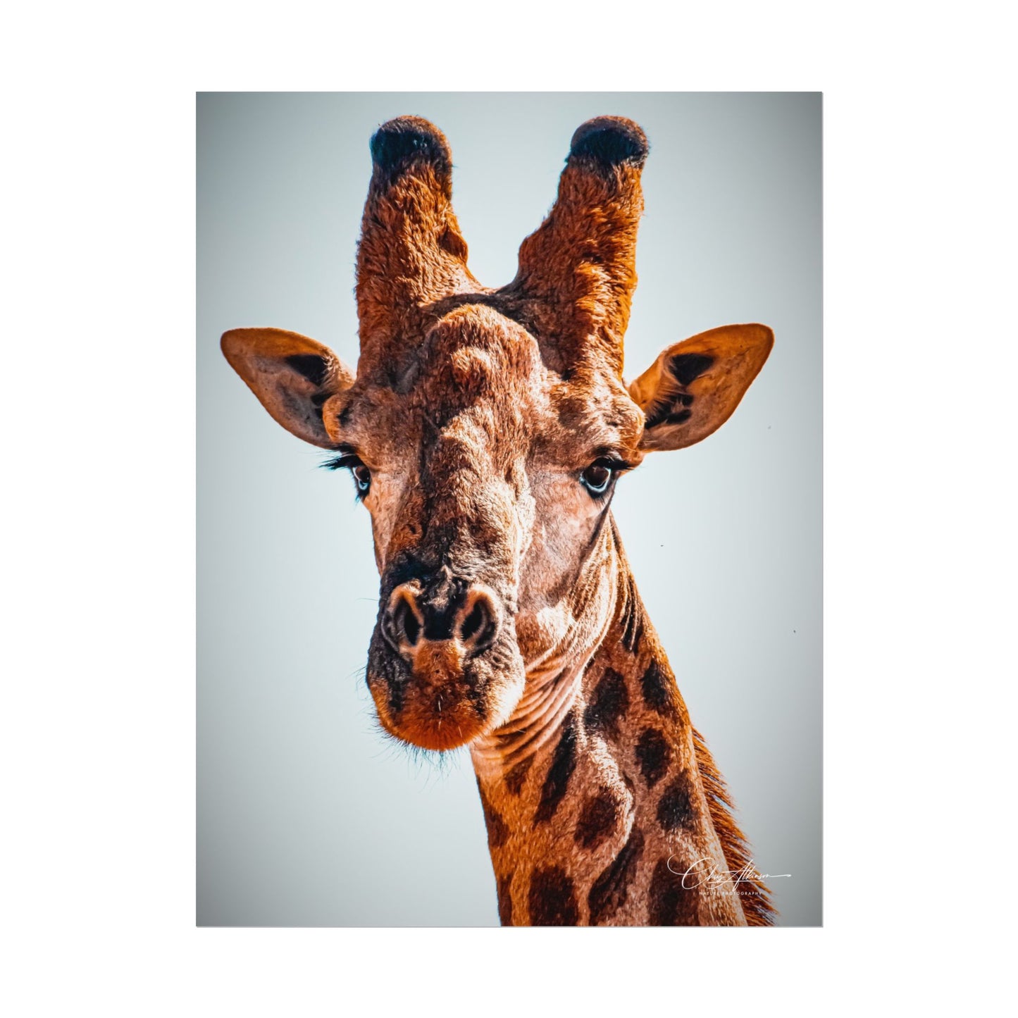 Portrait of Giraffe Poster 12" x 16" (Vertical) Fine Art