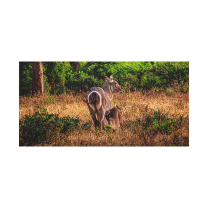 Waterbuck Nature Prints Matte Canvas 60" x 30" (Horizontal) 1.25"