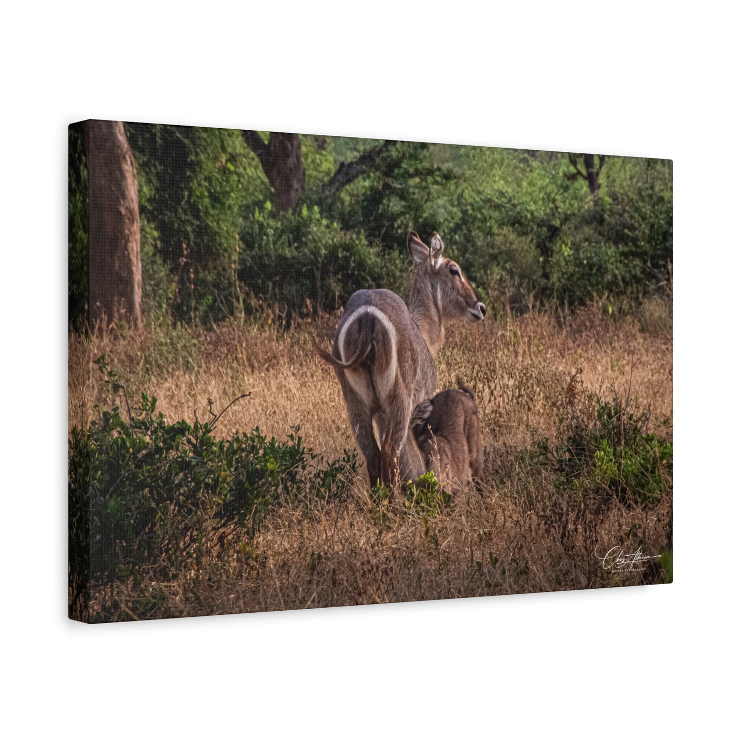 Matte Canvas, Stretched, 1.25" - Waterbuck and Baby