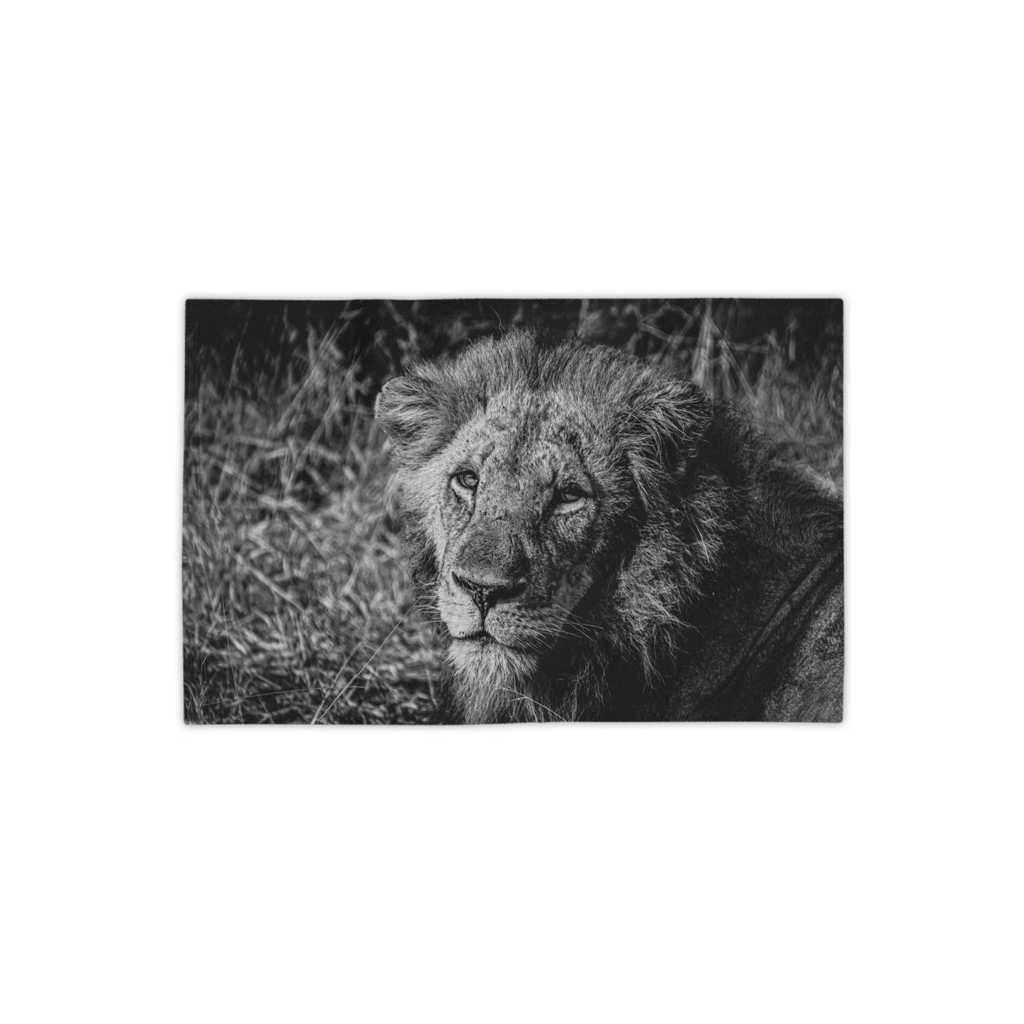 Lion Portrait Beach Towels B&W 18" x 27"