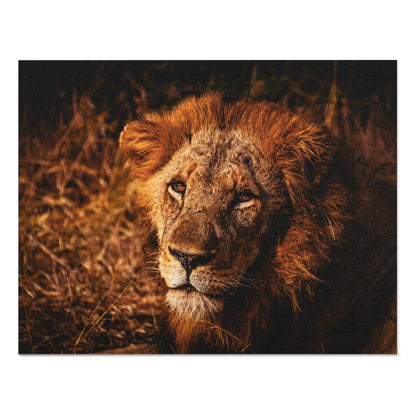 Majestic Old Lion Jigsaw Puzzle with Tin 14" × 11" (252 pcs)