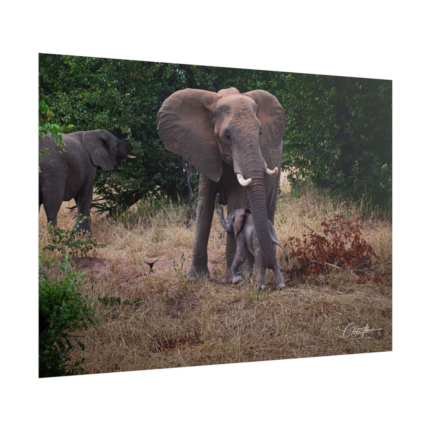 Rolled Posters - Elephant and Baby