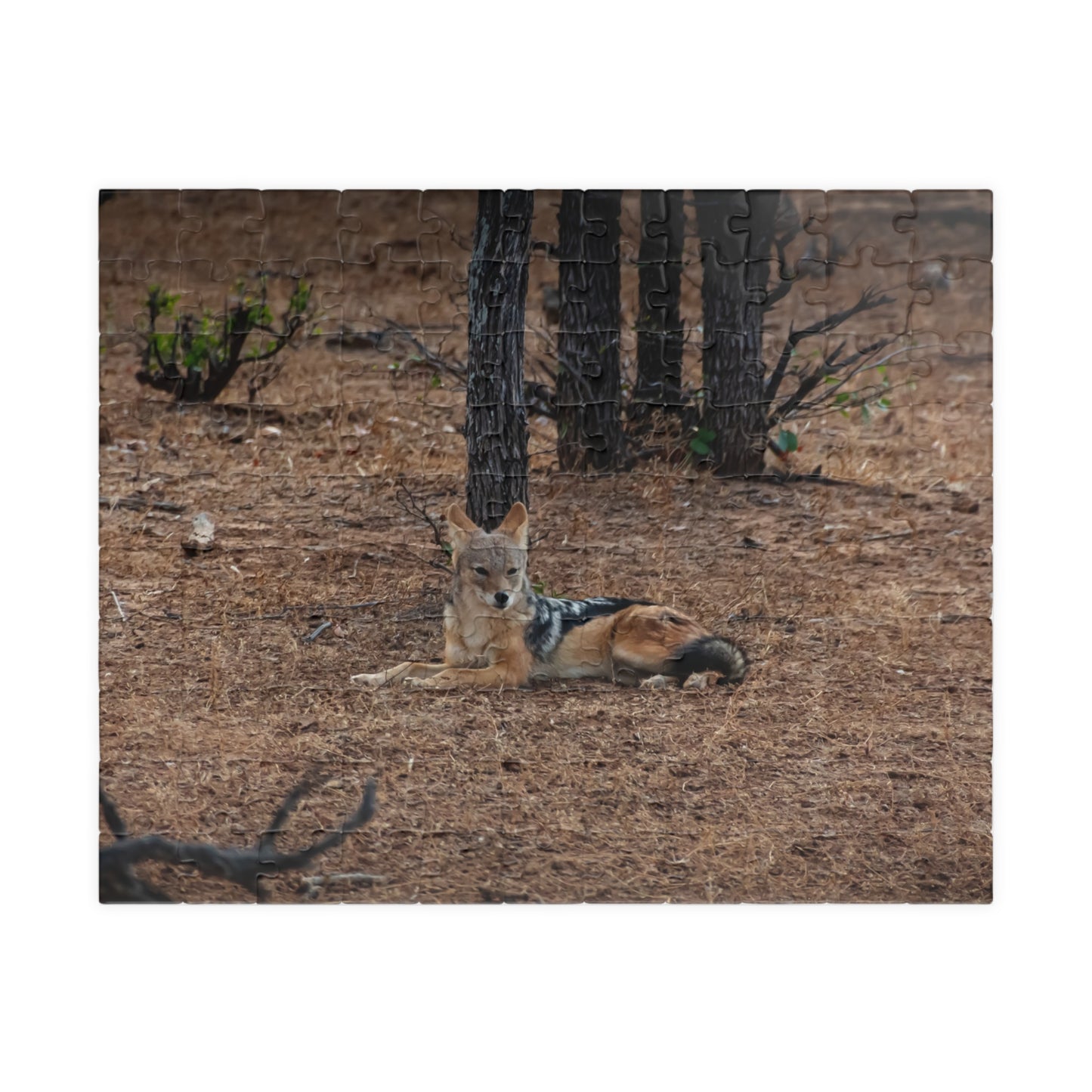 Jackal Photo Jigsaw Puzzle 110 pcs (Horizontal)