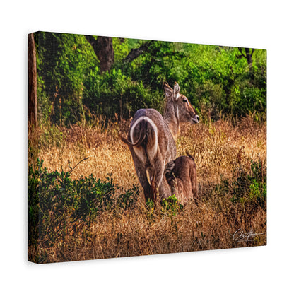 Waterbuck Nature Prints Matte Canvas