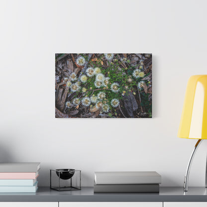 Matte Canvas, Stretched, 1.25" - Australian Wildflower Collection