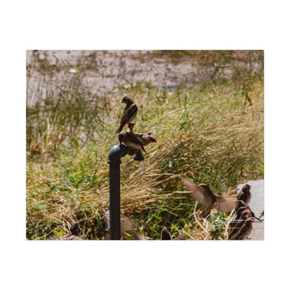 Rolled Posters - Birds and Dripping Tap