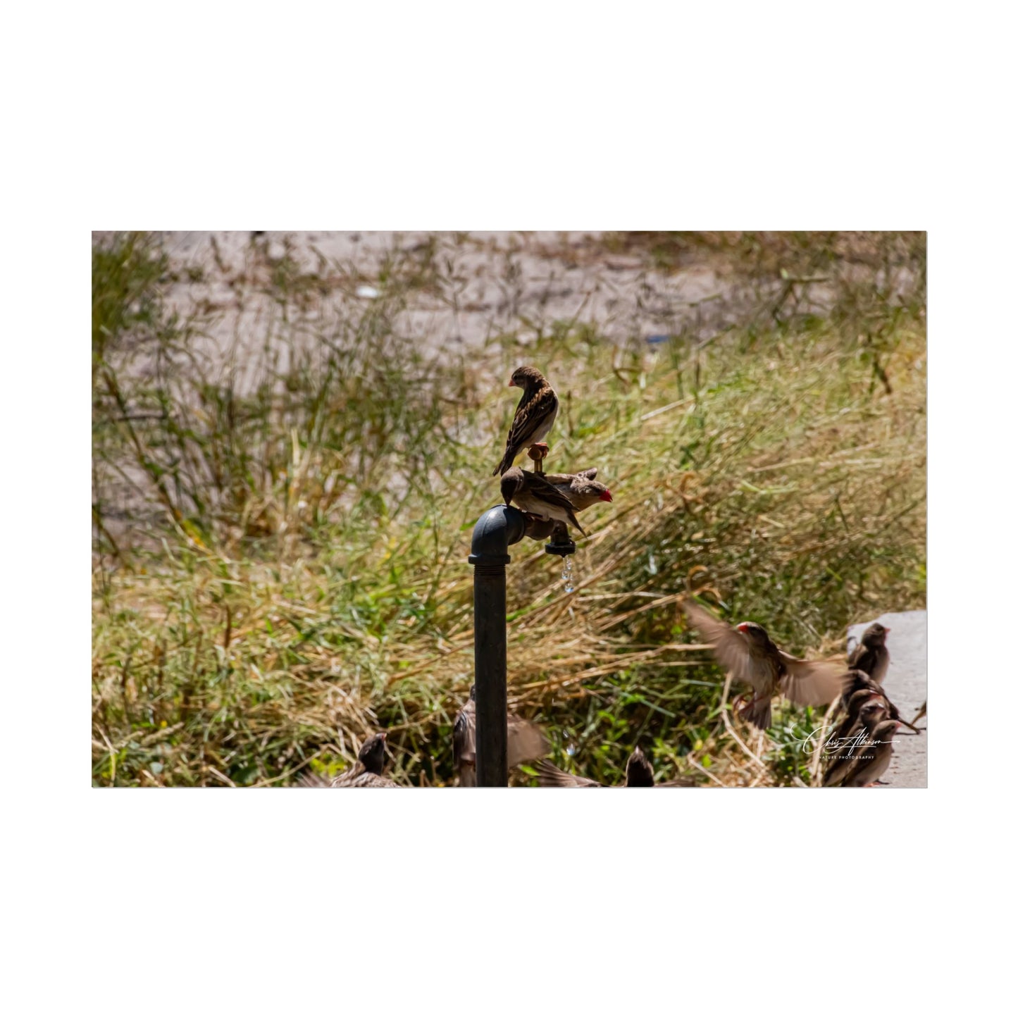 Rolled Posters - Birds and Dripping Tap