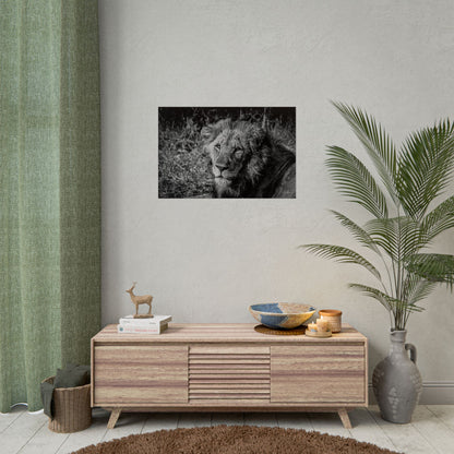 Rolled Posters - Old Lion B&W 30″ x 20″ (Horizontal) Semi Glossy