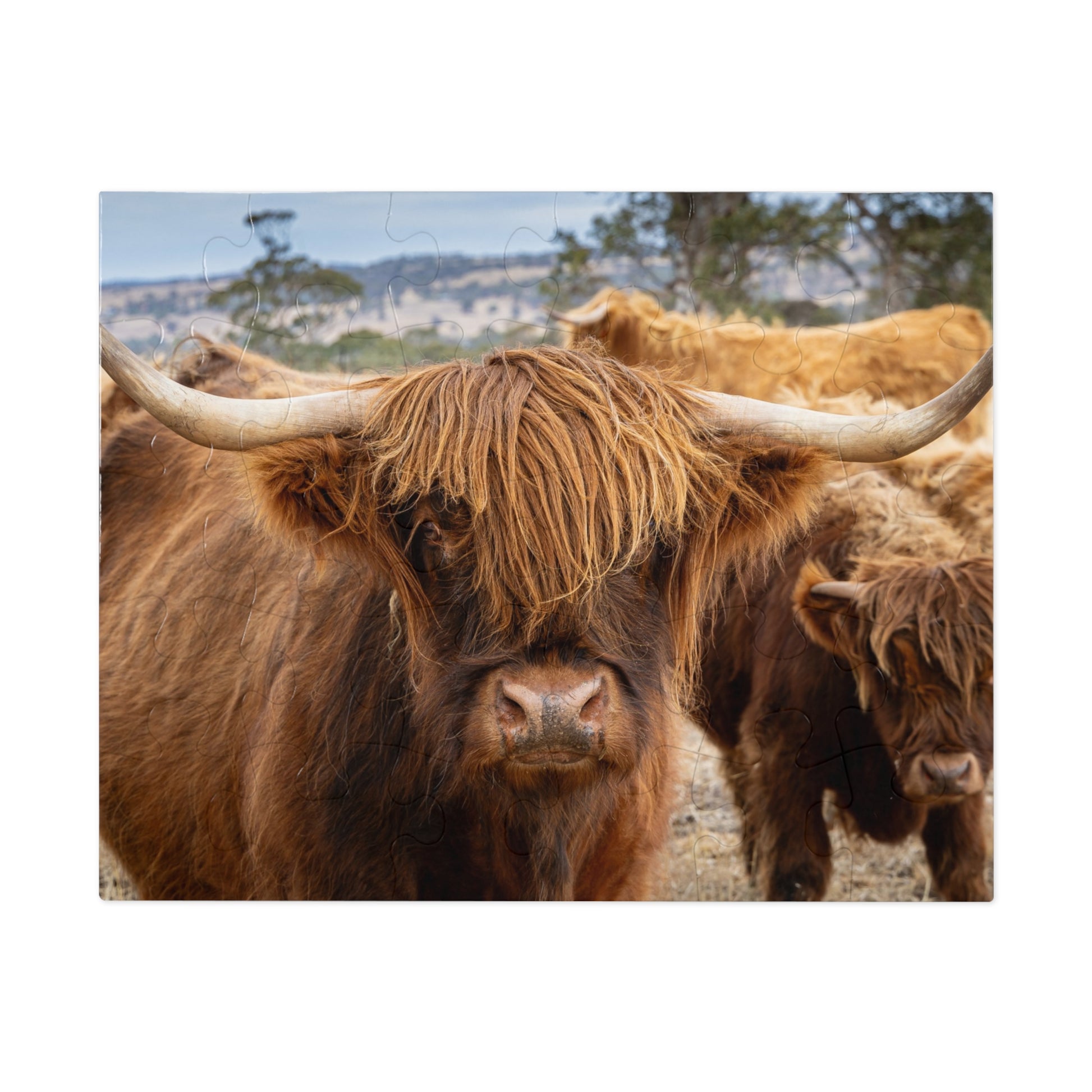 Scottish Highland Cattle Puzzle with Tin 10" × 8" (30 pcs)